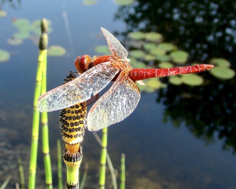 scarlet darter